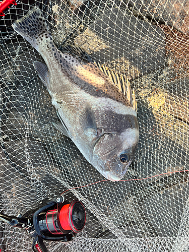 コショウダイの釣果