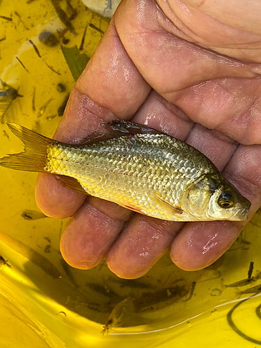 フナの釣果