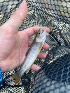 イワナの釣果