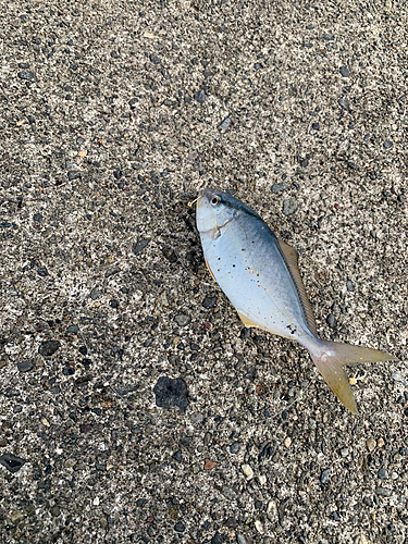 ショゴの釣果