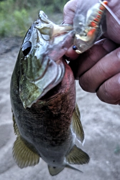 スモールマウスバスの釣果