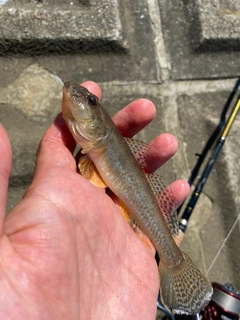 マハゼの釣果