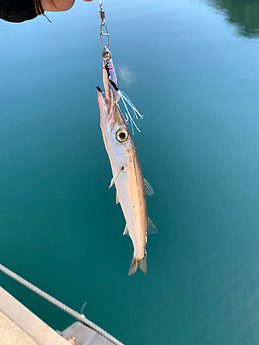 カマスの釣果