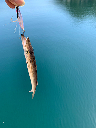 カマスの釣果