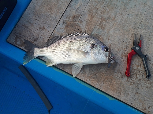 キビレの釣果