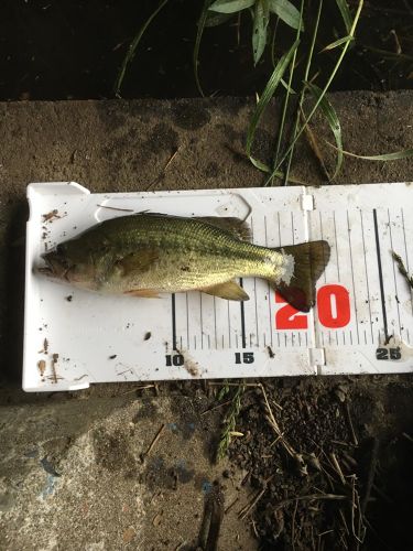 ブラックバスの釣果