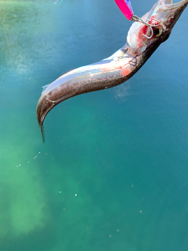 カマスの釣果