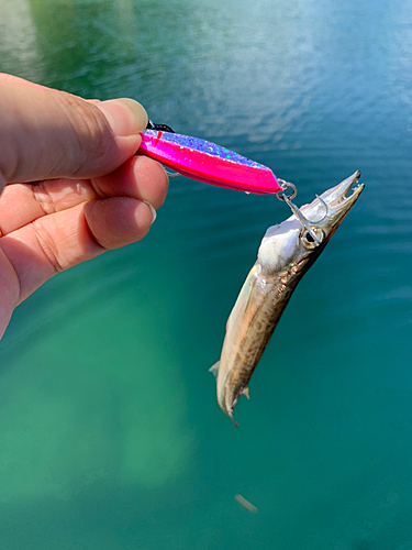 カマスの釣果