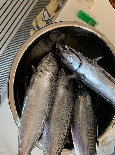 ハガツオの釣果