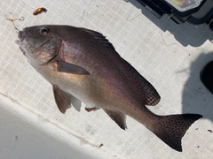 コロダイの釣果