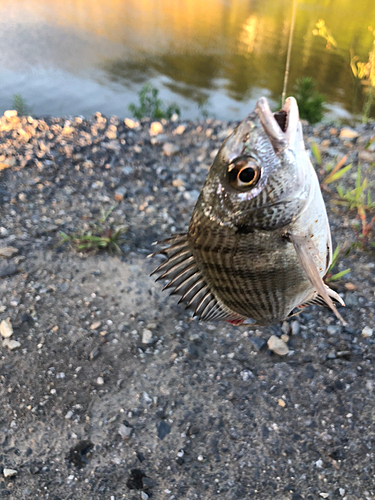 ウナギの釣果