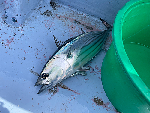 カツオの釣果