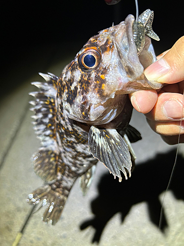 ハチガラの釣果