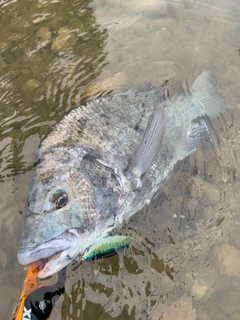 チヌの釣果