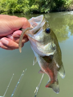 ラージマウスバスの釣果