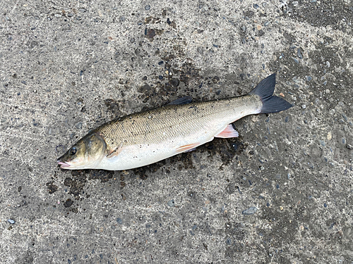 ウグイの釣果