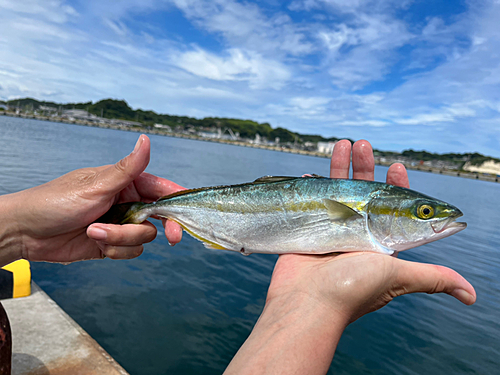 ワカシの釣果