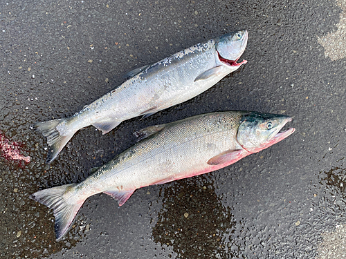 アキアジの釣果