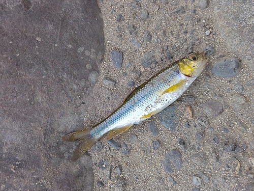 カワムツの釣果