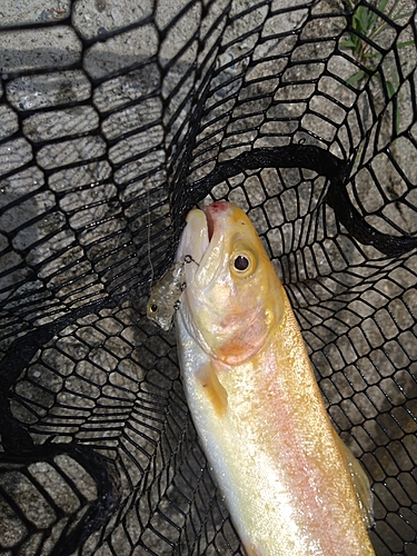 ニジマスの釣果