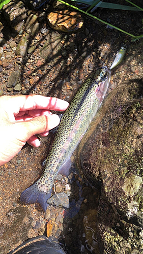 ニジマスの釣果