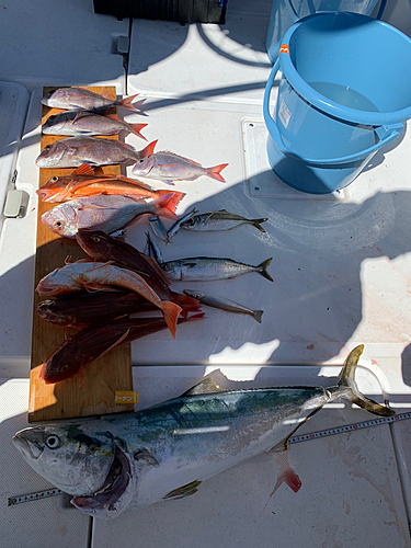 メジロの釣果