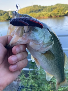 ラージマウスバスの釣果