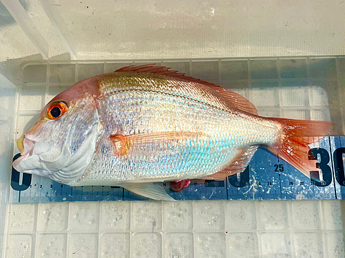 レンコダイの釣果