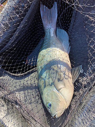 クチブトグレの釣果