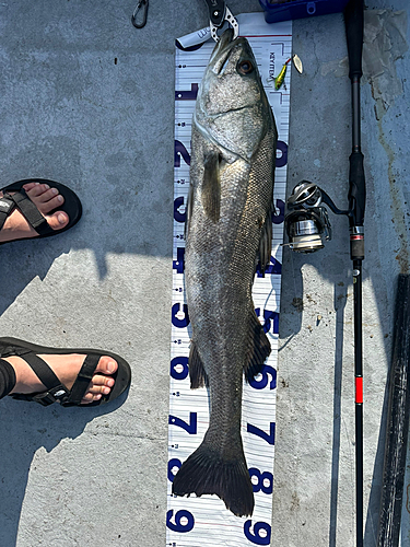 シーバスの釣果