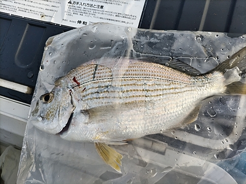 ヘダイの釣果