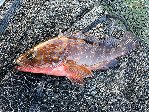 キジハタの釣果