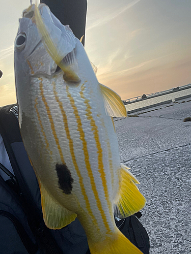 ヤマトビーの釣果