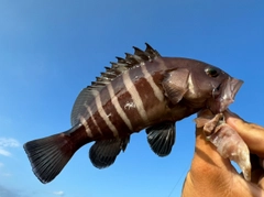 マハタの釣果