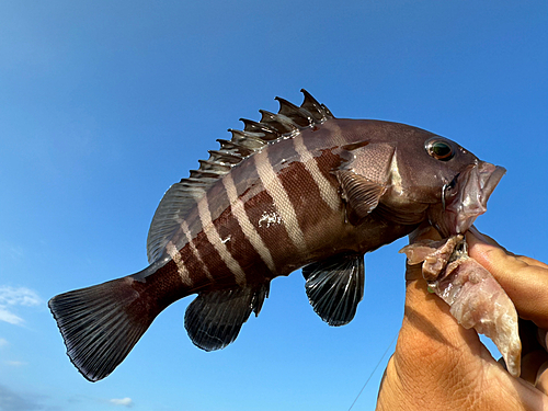 マハタの釣果