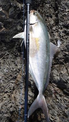 カンパチの釣果