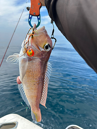 アマダイの釣果