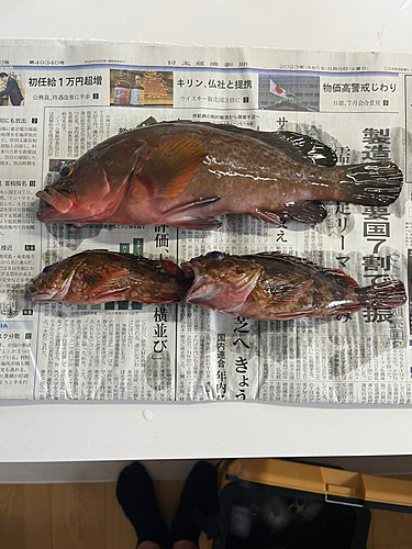 キジハタの釣果