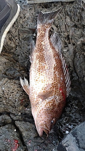 オオモンハタの釣果