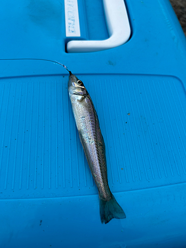 シロギスの釣果