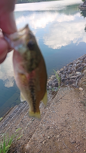 ラージマウスバスの釣果