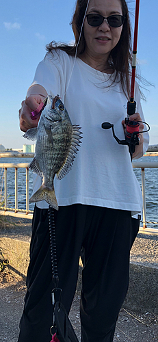 クロダイの釣果