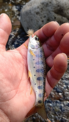 ヤマメの釣果