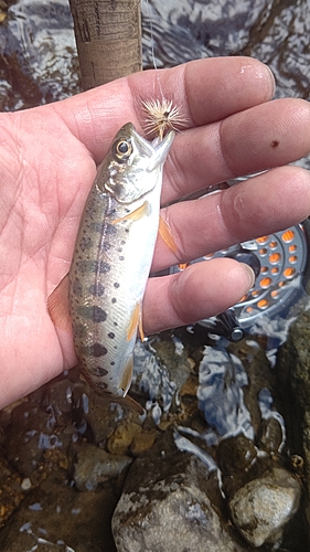 ヤマメの釣果