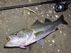 シーバスの釣果