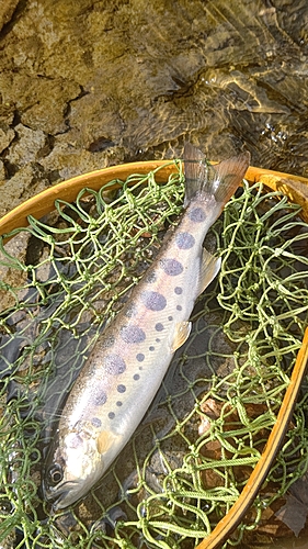 ヤマメの釣果