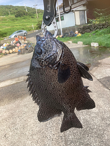 イシガキダイの釣果