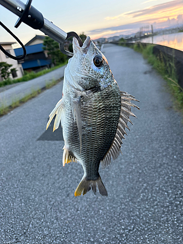 キビレの釣果