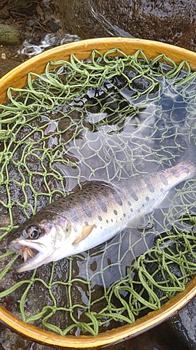 ヤマメの釣果