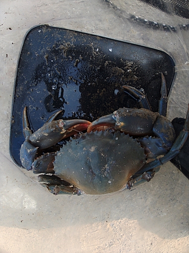 ノコギリガザミの釣果